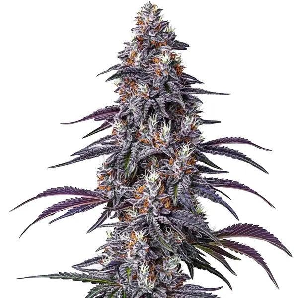 Purple Haze