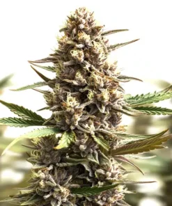 Sunset Sherbet Auto