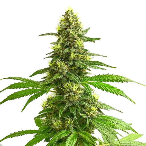 Lemon Flavour - Image 4