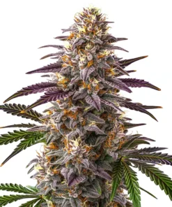 Sweet Cherry Kush