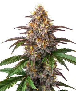 Watermelon Gelato