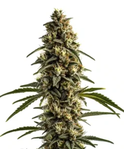 White OG Kush